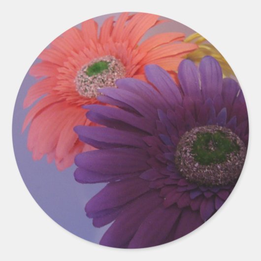 Gerbera Daisies - Stickers (Voorkant)