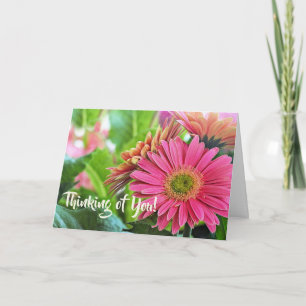 Gerbera Daisies-Wenskaart Kaart