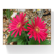 Gerbera Daisy 