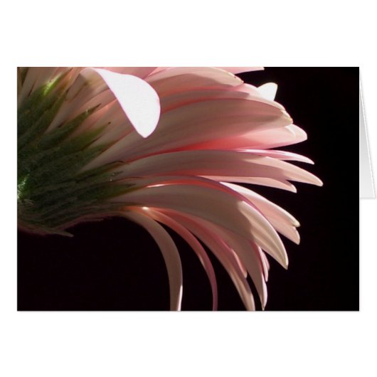 gerbera daisy (Voorkant Horizontaal)