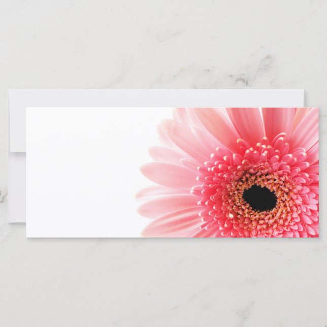 Gerbera Daisy (Voorkant)
