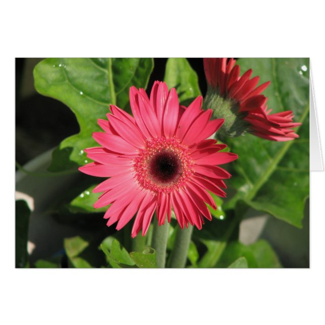 Gerbera Daisy (Voorkant Horizontaal)