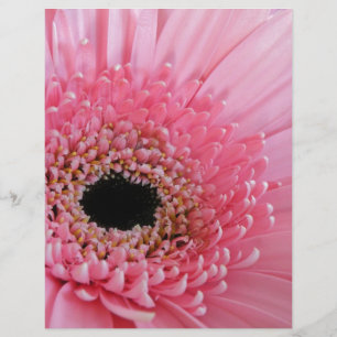 Gerbera Daisy