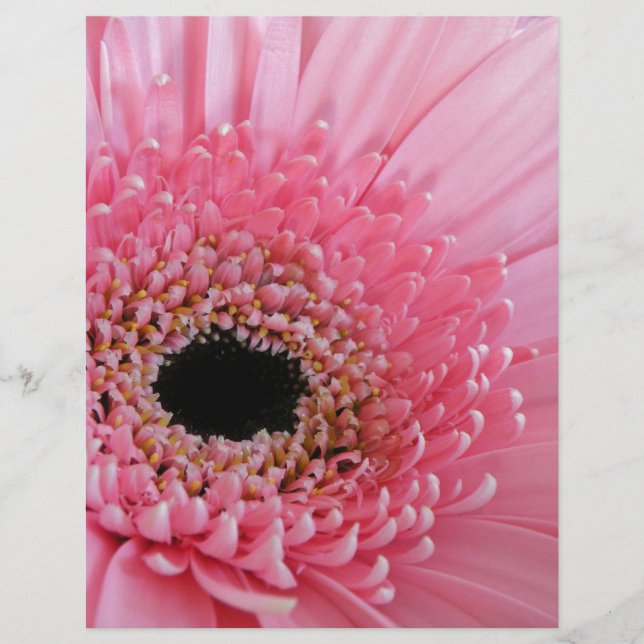 Gerbera Daisy (Voorkant)