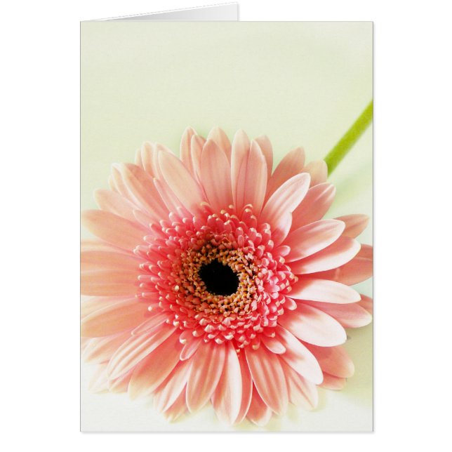 Gerbera Daisy (Voorkant)