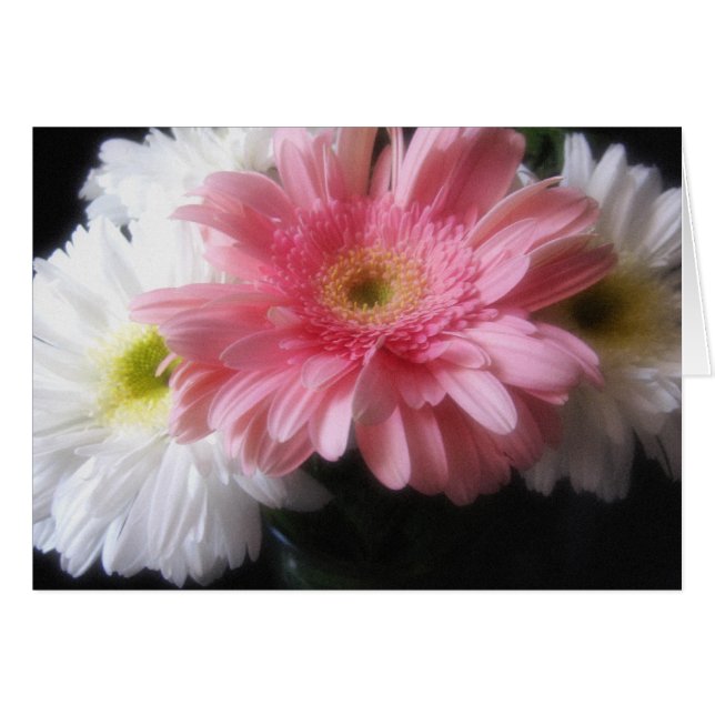 Gerbera Daisy 6 (Voorkant Horizontaal)