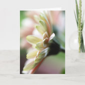 Gerbera Daisy Birthday Card Kaart (Voorkant)
