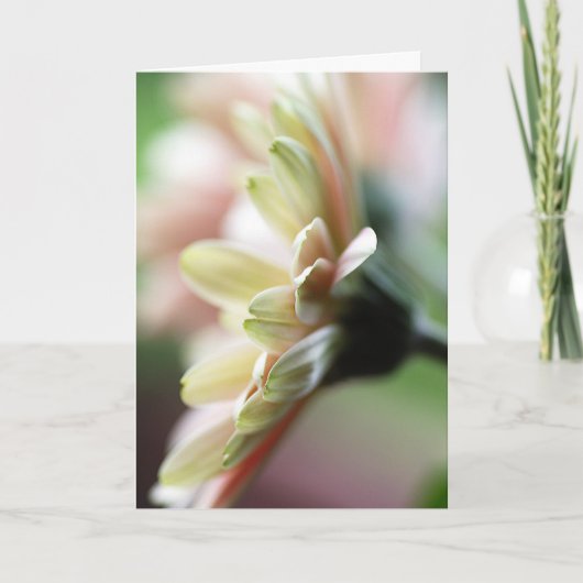 Gerbera Daisy Birthday Card Kaart (Voorkant)