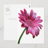 Gerbera Daisy Briefkaart (Voorkant / Achterkant)