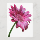 Gerbera Daisy Briefkaart (Voorkant)
