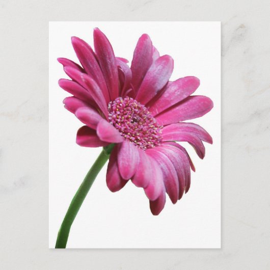 Gerbera Daisy Briefkaart (Voorkant)