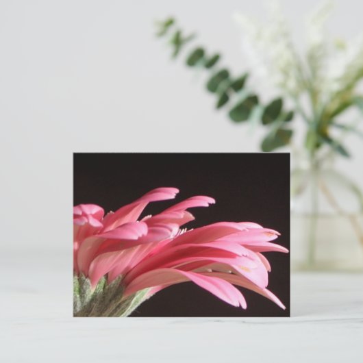 gerbera daisy briefkaart (Staand voorkant)