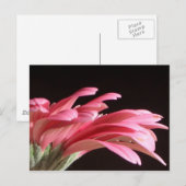 gerbera daisy briefkaart (Voorkant / Achterkant)