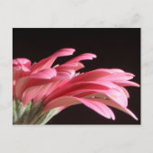 gerbera daisy briefkaart (Voorkant)