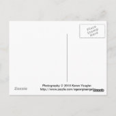 Gerbera Daisy Briefkaart (Achterkant)