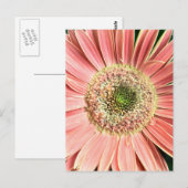 Gerbera Daisy Briefkaart (Voorkant / Achterkant)