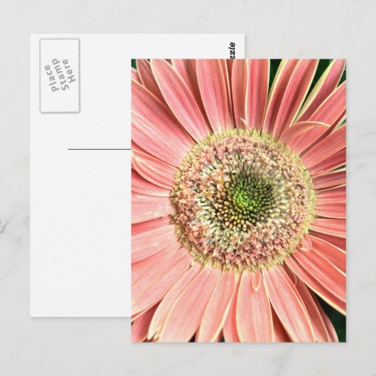 Gerbera Daisy Briefkaart (Voorkant / Achterkant)