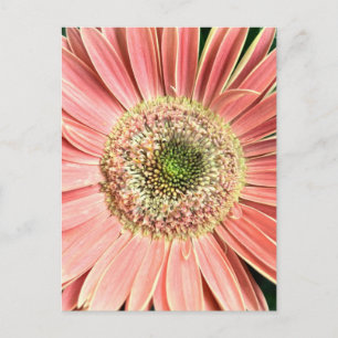 Gerbera Daisy Briefkaart