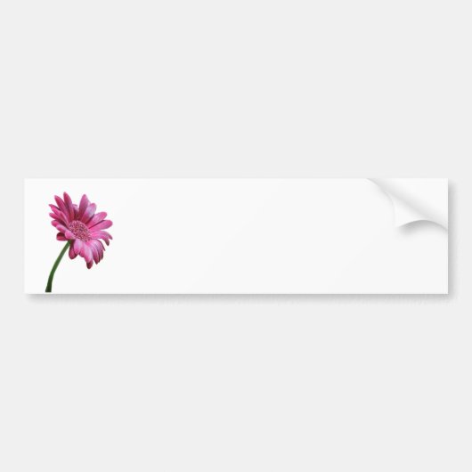 Gerbera Daisy Bumpersticker (Voorkant)