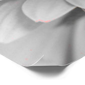 Gerbera Daisy Canvas Poster (Hoek)