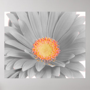 Gerbera Daisy Canvas Poster