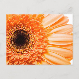 Gerbera Daisy Close-up Foto Briefkaart