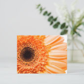 Gerbera Daisy Close-up Foto Briefkaart (Staand voorkant)