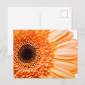 Gerbera Daisy Close-up Foto Briefkaart (Voorkant / Achterkant)