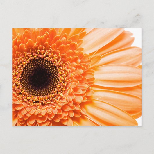 Gerbera Daisy Close-up Foto Briefkaart (Voorkant)