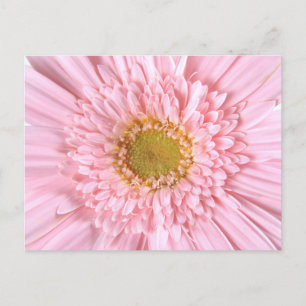 Gerbera Daisy Close-up Foto Briefkaart