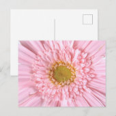 Gerbera Daisy Close-up Foto Briefkaart (Voorkant / Achterkant)