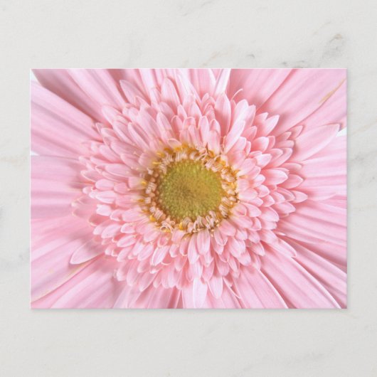 Gerbera Daisy Close-up Foto Briefkaart (Voorkant)