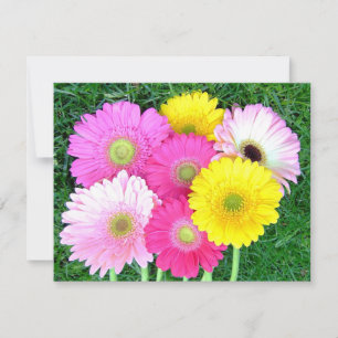 Gerbera Daisy Colors