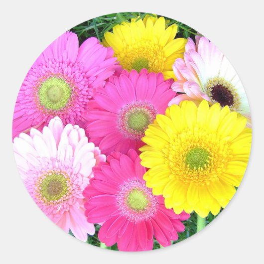Gerbera Daisy Colors Ronde Sticker (Voorkant)