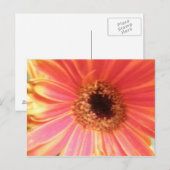 Gerbera Daisy Flower Briefkaart (Voorkant / Achterkant)