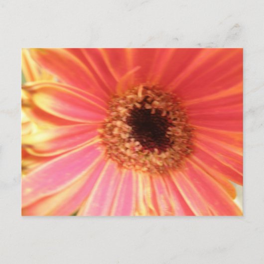 Gerbera Daisy Flower Briefkaart (Voorkant)