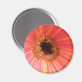 Gerbera Daisy Flower Magnet (Voorkant / Achterkant)