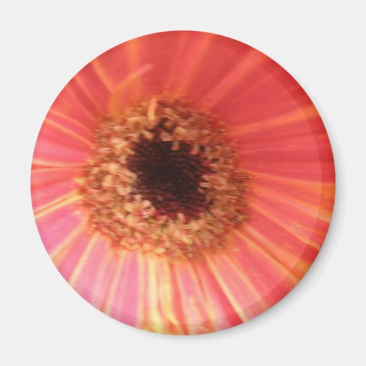 Gerbera Daisy Flower Magnet (Voorkant)