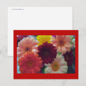 Gerbera Daisy Flower Photo Art Briefkaart (Voorkant / Achterkant)