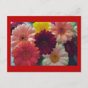 Gerbera Daisy Flower Photo Art Briefkaart
