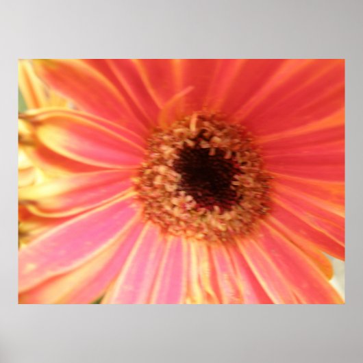 Gerbera Daisy Flower Print (Voorkant)
