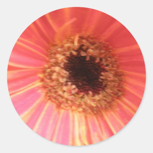 Gerbera Daisy Flower Stickers (Voorkant)