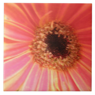 Gerbera Daisy Flower Tile Tegeltje