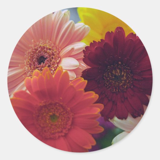 Gerbera Daisy Flowers Art Decale Stickers (Voorkant)