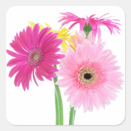 Gerbera Daisy Flowers Vierkante Sticker (Voorkant)