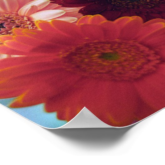 Gerbera Daisy Flowers Wall Art Poster (Hoek)