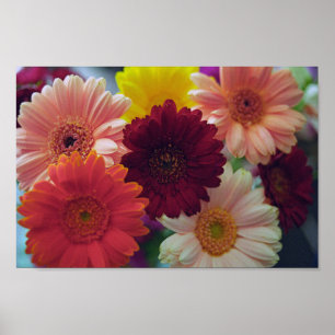 Gerbera Daisy Flowers Wall Art Poster