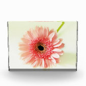 Gerbera Daisy Fotoblokken (Voorkant)