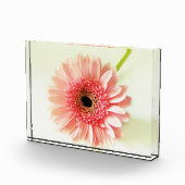 Gerbera Daisy Fotoblokken (Rechts)