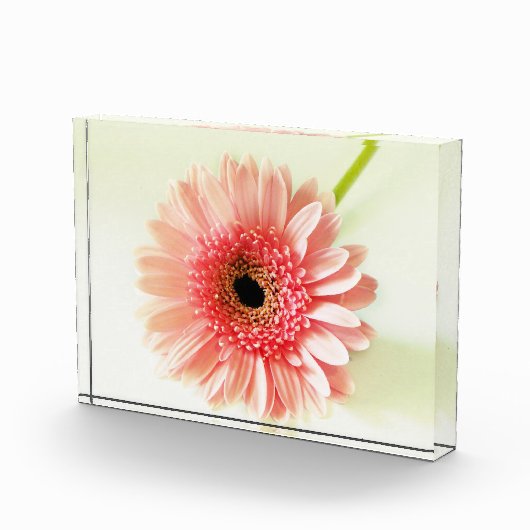 Gerbera Daisy Fotoblokken (Rechts)
